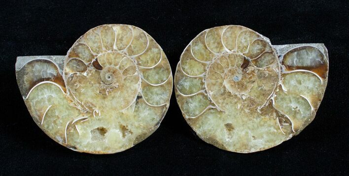 Inch Polished Ammonite (Pair) #2946